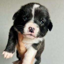American Corgi Puppies from 5H Corgis