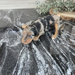 Sophie - Merle female Bernedoodle puppy in Holtwood, Pennsylvania from Country Ridge Puppies