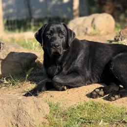 Angus - Black male Labrador Retriever puppy in Dixon, California from Rosslyn Labradors (Rose-Line)