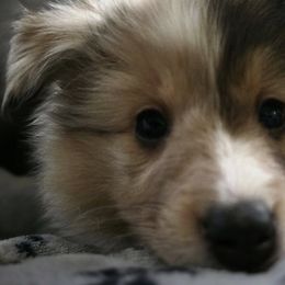 Cavalier King Charles Spaniels and Shetland Sheepdogs from Willow Rayne shelties and more