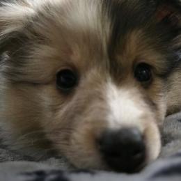 Cavalier King Charles Spaniels and Shetland Sheepdogs from Willow Rayne shelties and more
