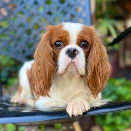 Ashley - Cavalier King Charles Spaniel