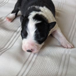 Border Collie Puppies from Sarah M Kwilinski
