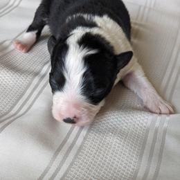 Border Collie Puppies from Sarah M Kwilinski