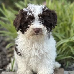 Patches - Parti female Schnoodle puppy in Quitman, Texas from Wright Doodles