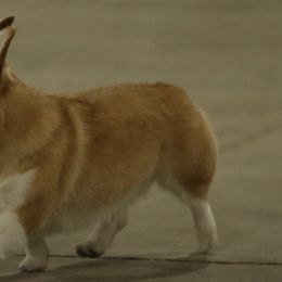 Pembroke Welsh Corgis from Halverfox Corgis