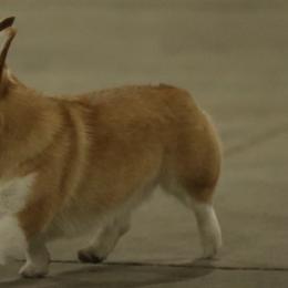 Pembroke Welsh Corgis from Halverfox Corgis