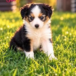 Charlotte - Black tri female Miniature American Shepherd puppy in Sanger, California from Flying M Cactus Ranch Buddies