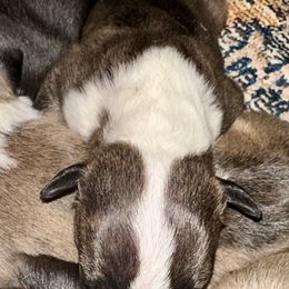 Olaf - Brindle and white male Bull Terrier puppy in Springfield, Ohio from Lynn Hill Bull Terriers