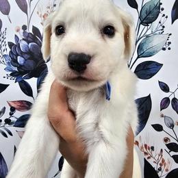 Light blue - White and lemon male Dalmatian puppy in Gray, Georgia from Fuller Spots