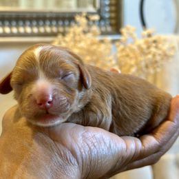 Green Collar - Red male Cavapoo puppy in Palm Beach County, Florida from Benji’s Cockapoos