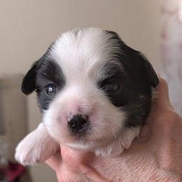 Louis - Parti male Lhasa Apso puppy in Fort Worth, Texas from Cynthia's Lhasa Apsos