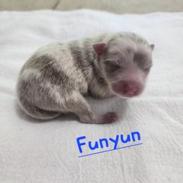 Funyun - Lavender male Pomeranian puppy in Tyner, Kentucky from Tanner's Majestix Kennels