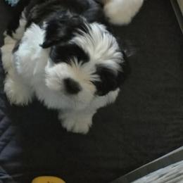 Lhasa Apso Puppies from Lhasa Apso