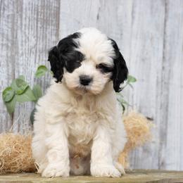 Alfred - Black and white male Cockapoo puppy in Seattle, Washington from Sweet Home Doodles