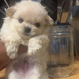 Kanto - White male Maltipoo puppy in Long Island, New York from Minipaws kennel