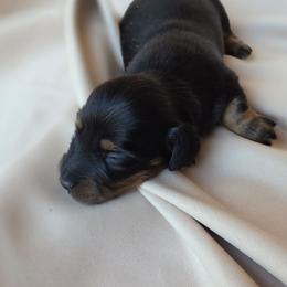 Willow - Black and tan female Dachshund puppy in Buckeye, Arizona from Duran Dachshunds