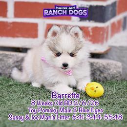 Barrette - Silver and white male Pomsky puppy in Humeston, Iowa from M.A.R. Dogs