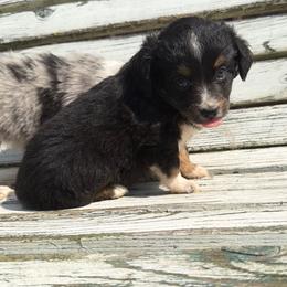 Sunny - Black tri female Miniature Australian Shepherd puppy in Licking, Missouri from Burnett Aussies