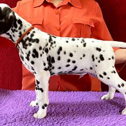 Dalmatian Puppies from Stagecoach Dalmatians