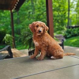 Rain - Red  male Goldendoodle puppy in Wooster, Ohio from Cynology Doodles