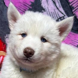 AKC Pearl - White female Siberian Husky puppy in Centreville, Maryland from Huskies By the Bay