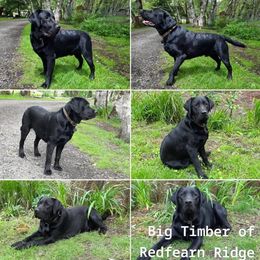 Labrador Retriever All Grown Up from Redfearn Labrador retrievers