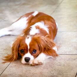 Cavalier King Charles Spaniel All Grown Up from MagPie Cavaliers