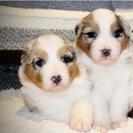 Australian Shepherd Puppies from Tru Blu Aussies