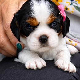 Lea - Tri-color female Cavalier King Charles Spaniel puppy in Greensboro, North Carolina from Hyde Park Cavaliers
