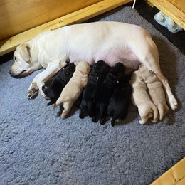 Girl 1 - Labrador Retriever puppy in Starksboro, Vermont from Hunters Dream Labradors