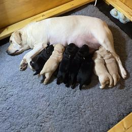 Girl 1 - Labrador Retriever puppy in Starksboro, Vermont from Hunters Dream Labradors
