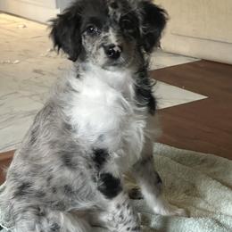Mini - Merle female Goldendoodle puppy in Waynesboro, Virginia from Forest Creek Kennel