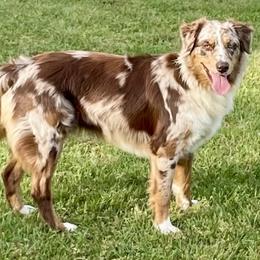 Goldie - Australian Shepherd