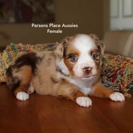 So Sweet - Red merle female Toy Australian Shepherd puppy in Chandler, Oklahoma from Parsons Place Aussies