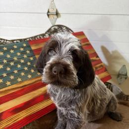 Douglas-(Thor) - Brown and gray male Wirehaired Pointing Griffon puppy in Grangeville, Idaho from Happy Hollow Griffons