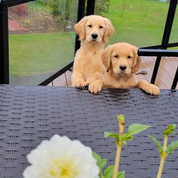 Golden Retrievers from Browns Golden Delights