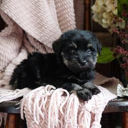 Mystik Dan - Black and tan male Schnoodle puppy in Grove, Oklahoma from Grand Lake Poodles & Doodles