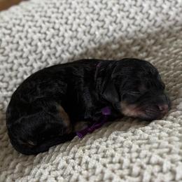 Female No. 4 Phantom Abstract - Phantom female Bernedoodle puppy in Modesto, California from Central Valley Canine Companions
