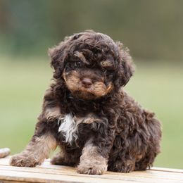 Charlie - Brown male Lagotto Romagnolo puppy in Seymour, Missouri from Terra Incognita