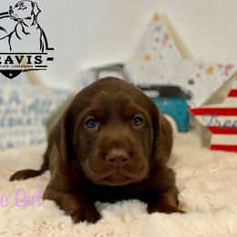 Labrador Retriever Puppies from Travis’ Chocolate Labradors