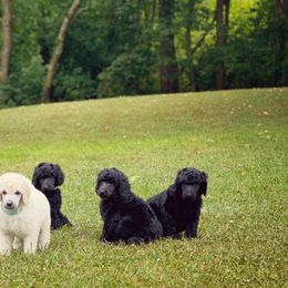 Poodle Puppies from Anolani Standard Poodles