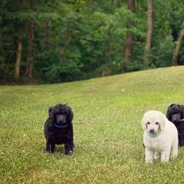 Poodle Puppies from Anolani Standard Poodles