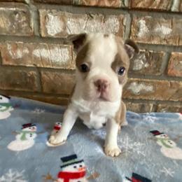 Molly AKC - Lilac female Boston Terrier puppy in Imperial, Missouri from Boston Kup Breeders