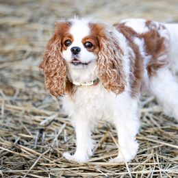 "Blenheim" Cavalier King Charles Spaniel Puppies from West Coast Cavaliers