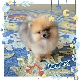 Humphrey- Tiny AKC - Orange sable male Pomeranian puppy in Eatonville, Washington from Foxy Forest Poms