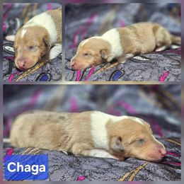 Chaga - Sable merle and white male Collie puppy in Eldorado, Kansas from Prairie Creek