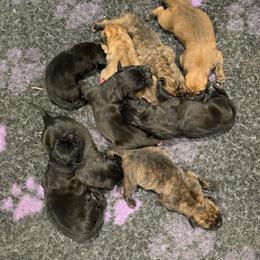 Purple Collar - Fawn female Perro de Presa Canario puppy in Pocahontas, Illinois from Cabeza Grande Kennel