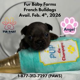 Angel - Blue female French Bulldog puppy in Michigan from Fur Baby Farms