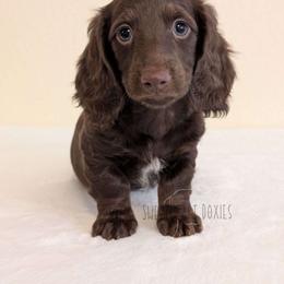 Bart Simpson - Dachshund puppy from Sweetheart Doxies